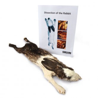 Rabbit Anatomy Kit with Dissecting Set