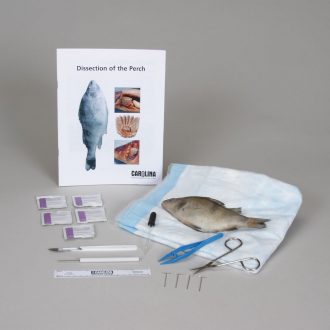 Perch Anatomy Kit with Dissecting Set