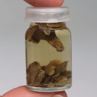 Preserved Grantia, Large, Vial of 10