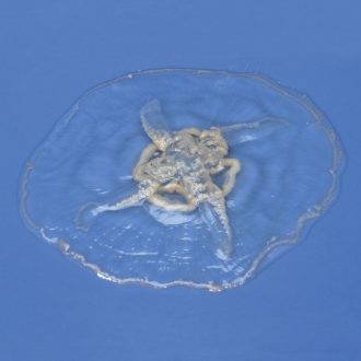 Preserved Common Jellyfish (Aurelia), Extra Large, 4-6''