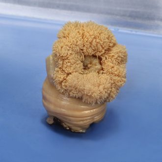 Preserved Sea Anemone (Metridium), Large, Base 2''+
