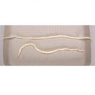 Preserved Ascaris lumbricoides, Tube of 10