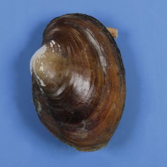 Formalin Freshwater Mussel, 3''+