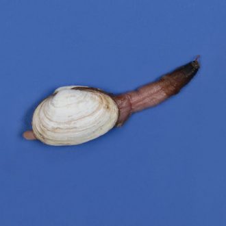 Preserved Long-Necked Clam (Mya)