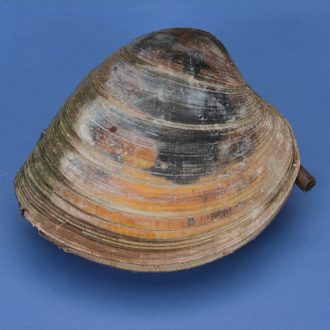 Formalin Quahog