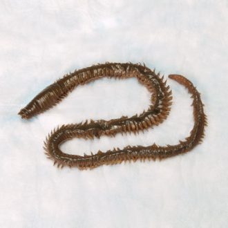 Preserved Nereis, 8 to 12''
