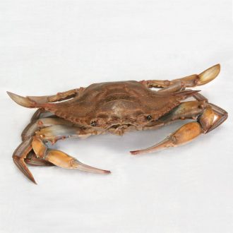 Formalin Blue Crab, Plain