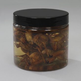 Formalin Grasshoppers, Plain, Jar of 10