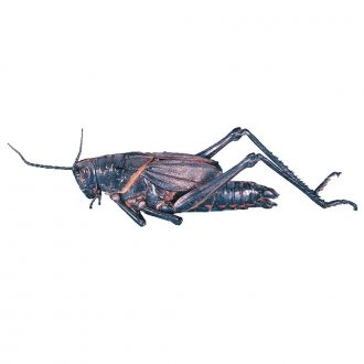 Carolina's Perfect Solution® Louisiana Lubber Grasshopper, 2 to 3'', Latex Injected