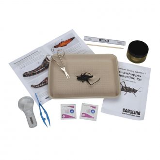 Carolina's Young Scientist™ Grasshopper Dissection Kit