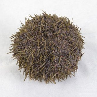 Preserved Sea Urchin, Pack of 10