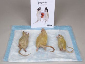 Reproductive Rat Anatomy 1-Station Kit