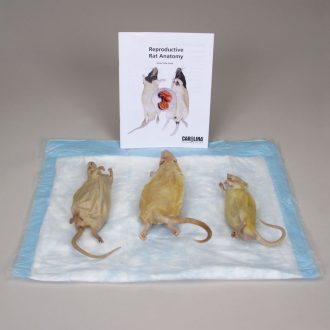Reproductive Rat Anatomy 8-Station Kit