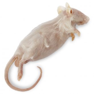 Carolina's Perfect Solution® Mouse, Plain