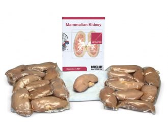 Mammalian Kidney Dissection BioKit®