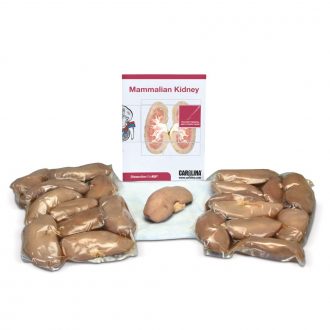 Mammalian Kidney Dissection BioKit®