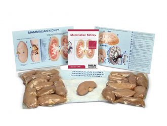 Mammalian Kidney Dissection BioKit® with Dissection Mats