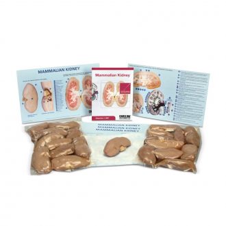 Mammalian Kidney Dissection BioKit® with Dissection Mats