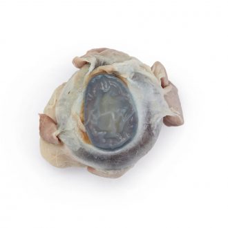 Carolina's Perfect Solution® Sheep Eye, Plain, Bulk Bag