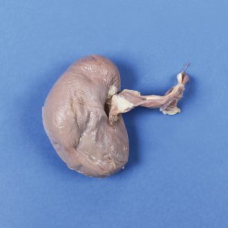 Formalin Sheep Kidney, Plain, 1 Per Bag