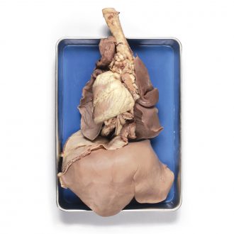 Carolina's Perfect Solution® Sheep Pluck with Liver, Plain, 1 Per Bag