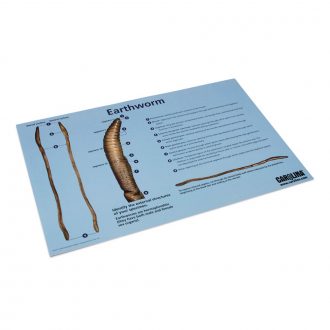 Carolina® Earthworm Dissection Mat