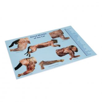 Carolina® Muscles of the Cat Dissection Mat