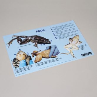 Carolina® Frog Dissection Mat