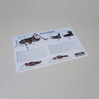 Carolina® Grasshopper Dissection Mat