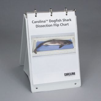 Carolina® Shark Dissection Flip Chart