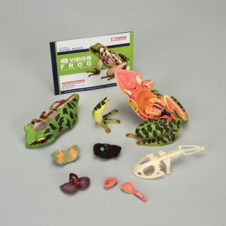 4D Vision™ Frog Anatomy Model