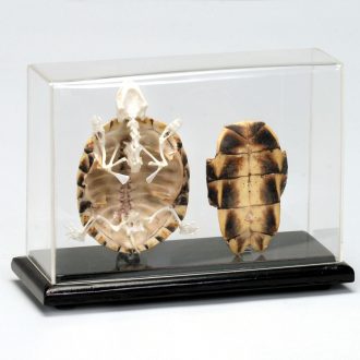 Articulated Turtle Skeleton with Cover