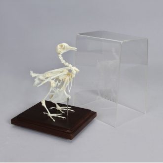 Pigeon Skeleton, Articulated