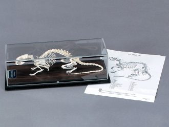 Rat Skeleton, Articulated