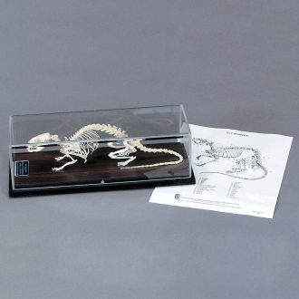 Rat Skeleton, Articulated