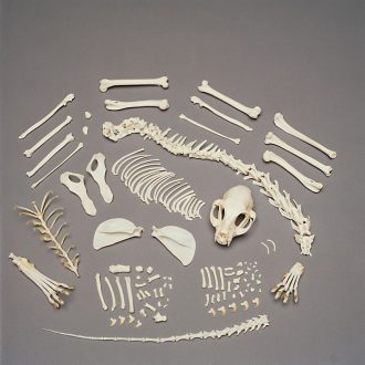 Cat Skeleton, Disarticulated