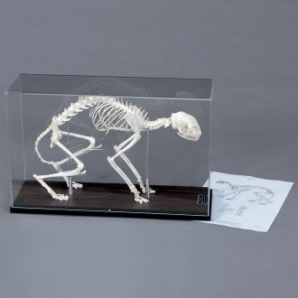 Cat Skeleton, Articulated, with Cover