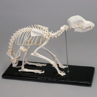 Dog Skeleton, Articulated