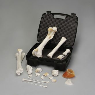 Disarticulated Horse Hind Limb