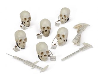 Forensic Geographic Ancestry Human Skulls Set