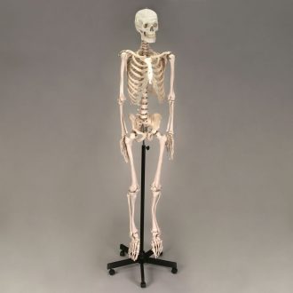 Altay® Economy Plastic Human Skeleton