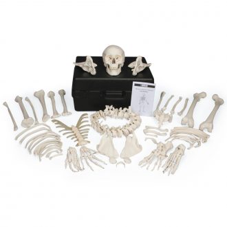 3B® Disarticulated Human Skeleton with Storage Case