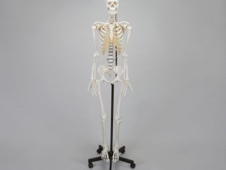Somso® Human Female Skeleton, Hang-Up
