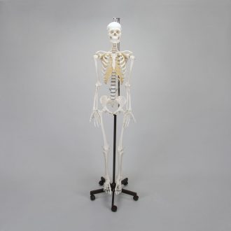 Somso® Human Female Skeleton, Hang-Up