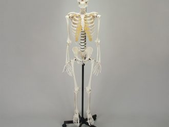 Somso® Human Male Skeleton, Hang-Up