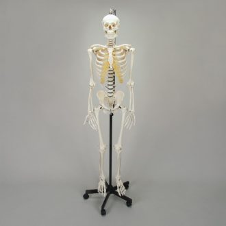 Somso® Human Male Skeleton, Hang-Up
