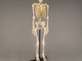 Somso® Human Female Skeleton, Rod-Supported