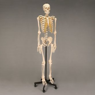 Somso® Human Male Skeleton, Rod-Supported