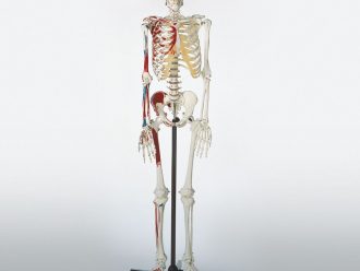 Somso® Human Muscular Skeleton
