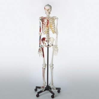 Somso® Human Muscular Skeleton